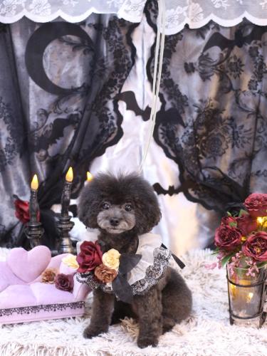 20231011NEROちゃん